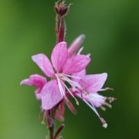 ガウラ　〈矮性の白蝶草：ピンクの花〉　