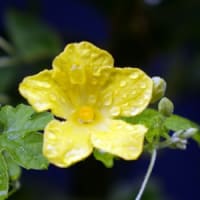 i何時見ても爽やかなゴーヤの花
