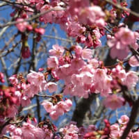 桜色々　愉しめました。