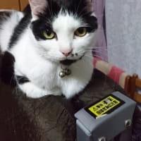 モーモーズ９歳＆ミニー１１歳