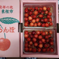 さくらんぼ🍒　佐藤錦　　2025/06/20　