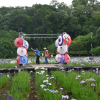 【”25 花菖蒲が満開だ！】東村山市：北山公園