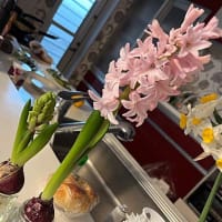祝・ヒアシンス開花！