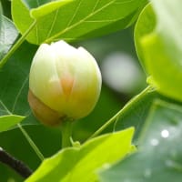 タイサンボクとユリノキとセンダンの花