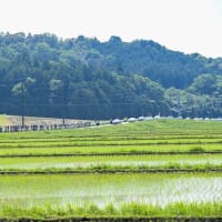 【Report】Tour of Japan UCIアジアツアー2.2 Stage3 いなべステージ
