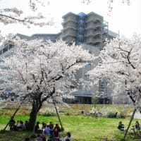 満開の桜と宮古島の風