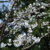 「船原吉野」三分咲き