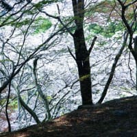 願はくは花の下にて … 陸奥の国・岩手県平泉と盛岡の旅(番外編)