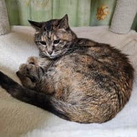 しま猫あちゃさんの悩みと粉歯磨きと