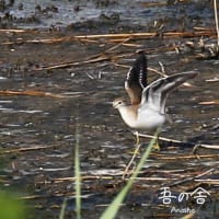 2013.07.28　追いかけっこ