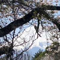おぉ寒い　お山は雪🗻　櫻は🌸