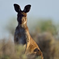 カンガルーとかとかげとか キンチェガ国立公園 オーストラリア