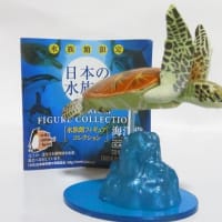 京都水族館コレクション オオサンショウオ - お気楽忍者のブログ 京都水族館コレクション オオサンショウオ - お気楽忍者のブログ