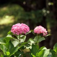 輪之内の紫陽花1①