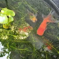 金魚ちゃん順調に成長してま～す