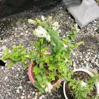 今はペパーミントが咲いてます。