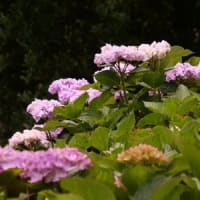 可睡ゆり園で紫陽花②