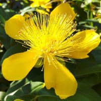ヒペリカム：カリシナムー大きく鮮やかな黄色の花を