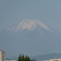 ドラセナ切ってみた☆彡　富士山はあっちとこっちじゃ　違うんじゃ～～♬