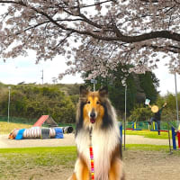 スクールの桜が満開