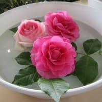 梅雨入り＆人間ドックへ