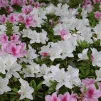 厚木つつじの丘公園のツツジ（出入口付近）
