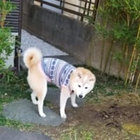 クリンへの想いは尽きなくて・・・298