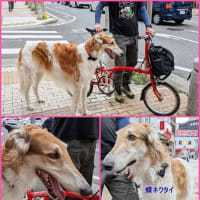 5月下旬のアラカルト 🎥🍴🐩