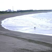 大磯照ヶ崎海岸～アオバト飛来