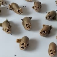 「金魚草」でドクロ祭り💀