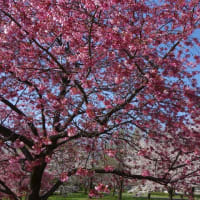 ２０２５・4・4日　今年も舎人公園の桜を見に行ってきました‼