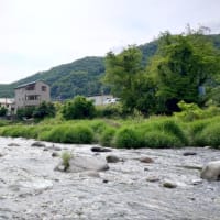 【釣】解禁2日目は叩かれ済でムズい状況　（2025/06/02　鮎　笹子川）