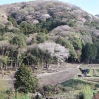 桜川市の花見情報➁平沢のヤマザクラ