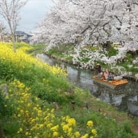 川越「新河岸川の桜」２０２４