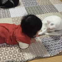折り合いをつける