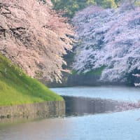 東京に桜の季節が来る2012年　すばらしい季節