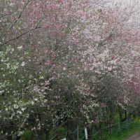 花見散歩～女坂花桃の道