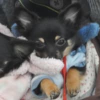 うさぎが近し