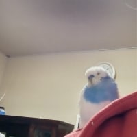ちょっと　不安だけど・・・ピーコの為に　注文しました　(;´･ω･)