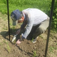 雑穀の植え付け後、防虫と防鳥のための網を被せる