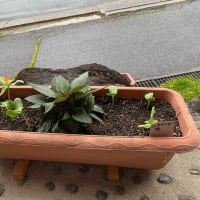 小雨です