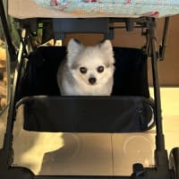 バーベキュー