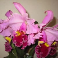 洋蘭の開花（Test)