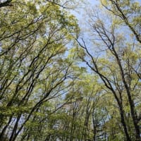 新緑の台原森林公園ウォーキング