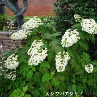 ６月例会「久留米の花菖蒲を求めて」（福岡県久留米市）