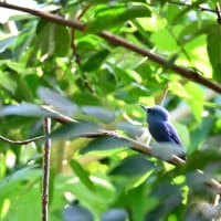 フィリピン　パラワン島紀行　第4日目午前／アオサンコウチョウ　パラワンルリコノハドリ　パラワンハナドリ　クロアゴヒメアオバトなど