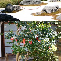 【京都巡礼】都会化が進む中の静寂な庭　～妙蓮寺（2）～
