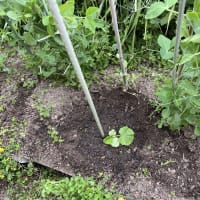 豆苗の経過状況と新しい苗
