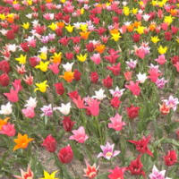 チュウリップの花盛り・・・きれい！