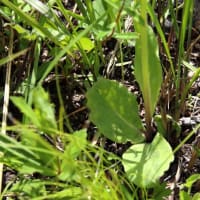 オカオグルマ （キク科 ）Tephroseris integrifolia (L.) Holub subsp. kirilowii (Turcz. ex DC.) B.Nord. 